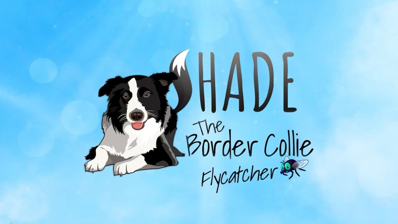 Shade: The Border Collie Flycatcher trailer thumbnail