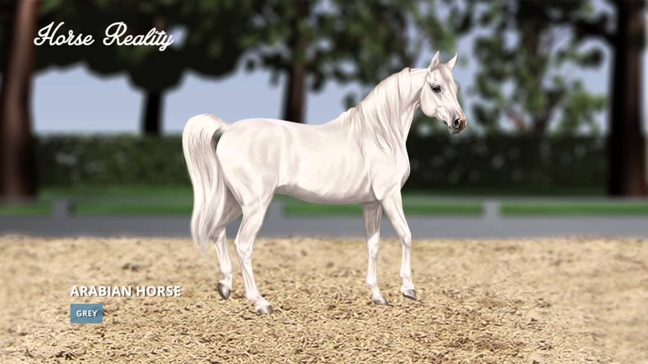 Horse Reality trailer thumbnail