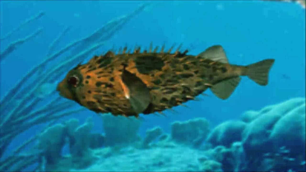 Aqua-World: Umi Monogatari trailer thumbnail