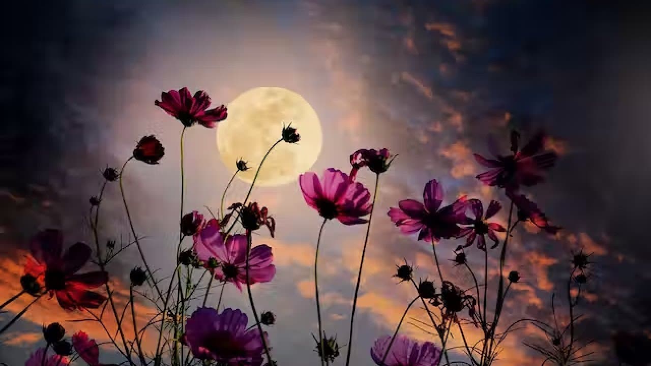 Geppaku: Monogatari trailer thumbnail