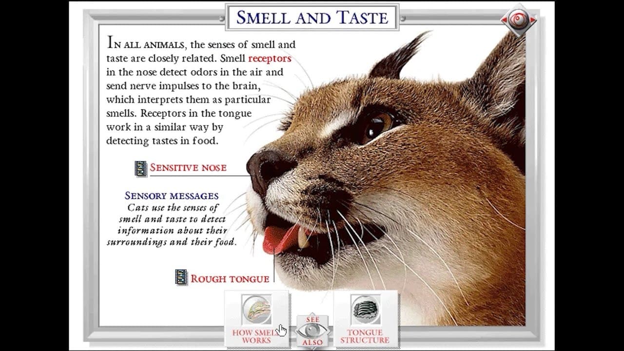 Eyewitness Virtual Reality: Cat trailer thumbnail