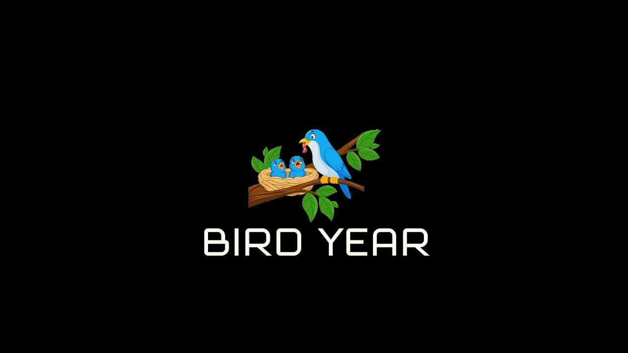 Bird Year trailer thumbnail