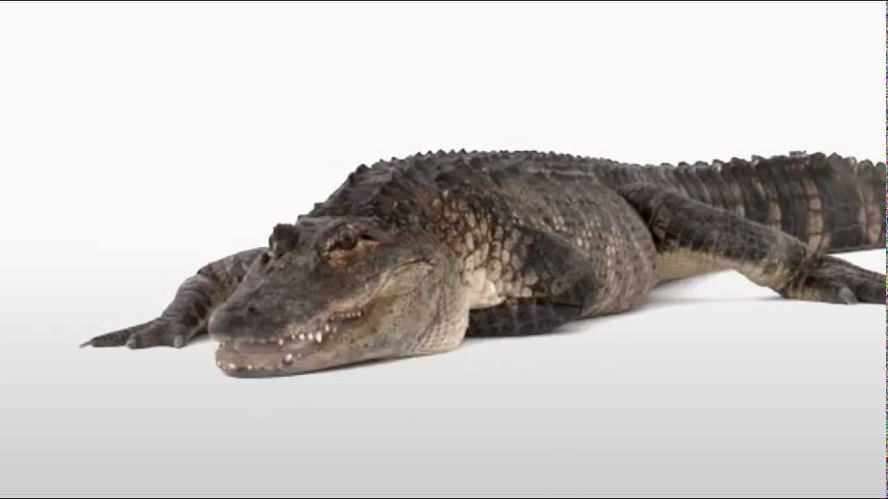 Where's My Water? trailer thumbnail