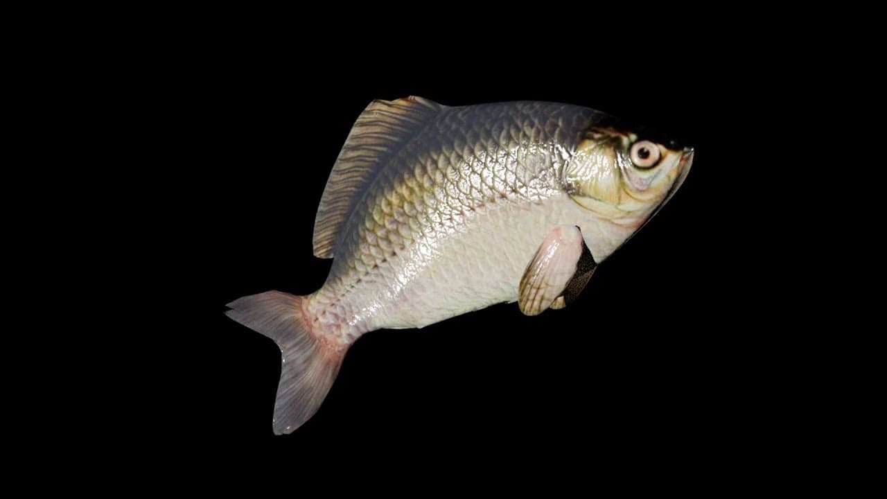 Ibis AM trailer thumbnail