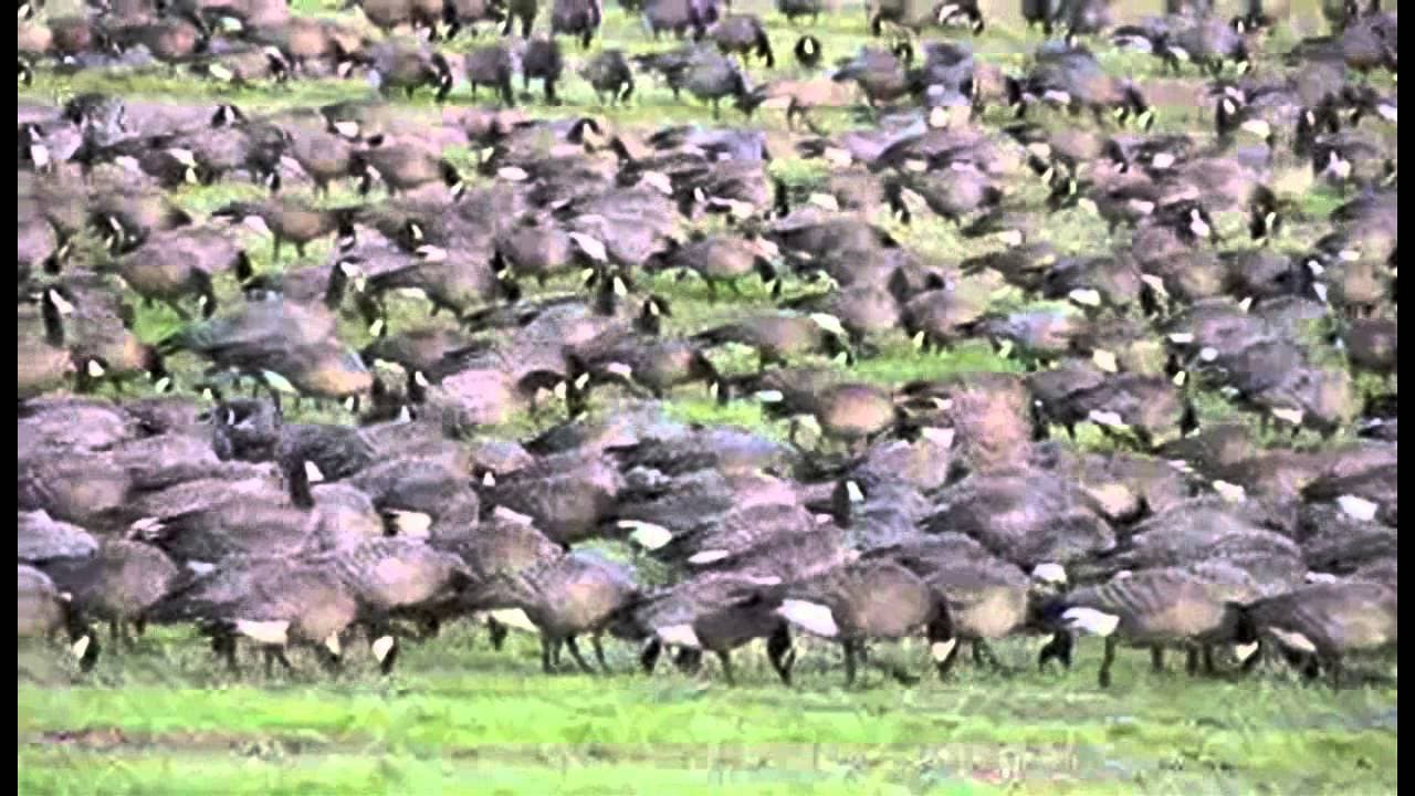 Quack Attack 1985 trailer thumbnail