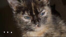 Trembling Dots cover art