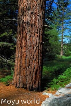 Moyu world cover art