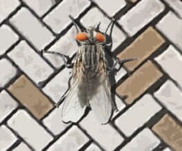 A Fly in the Array cover art