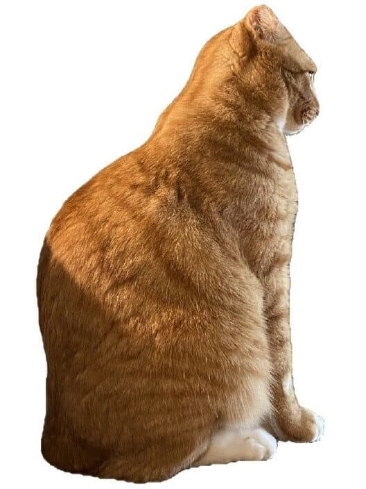 Brush Jjaemu cover art