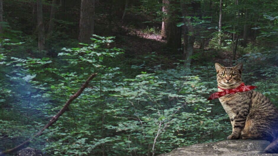 Suddenly Meow banner