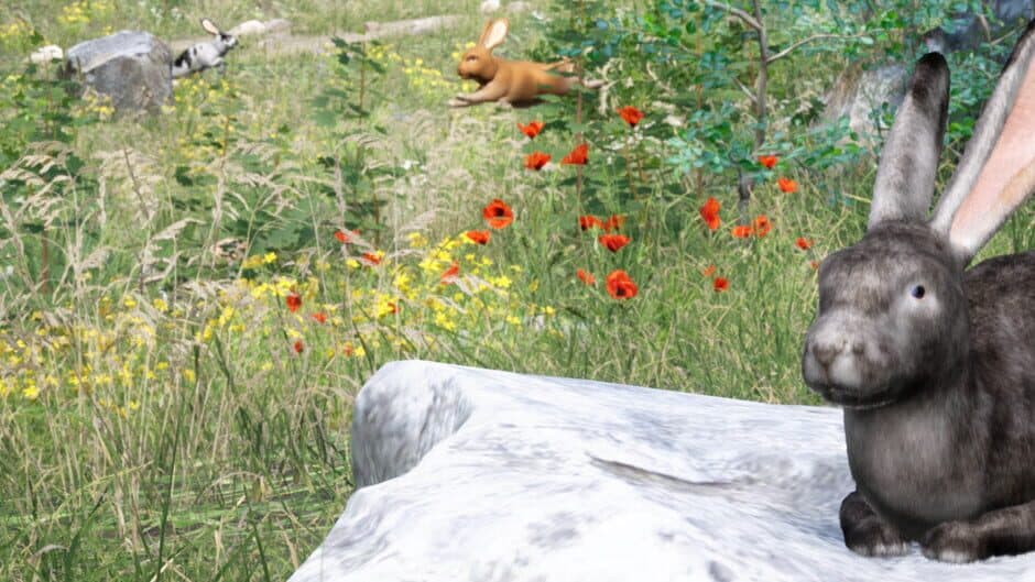 Rabbit Meadow banner