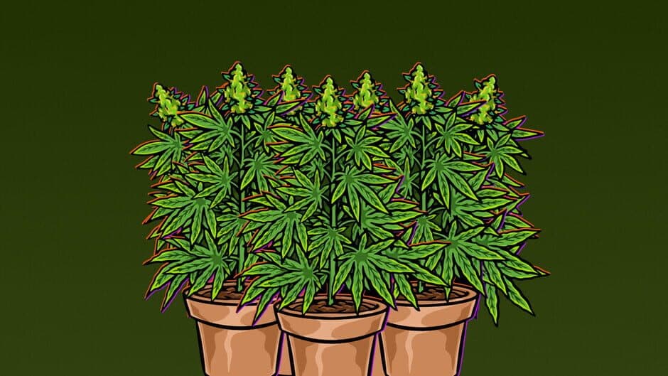 Illegal Plantation banner