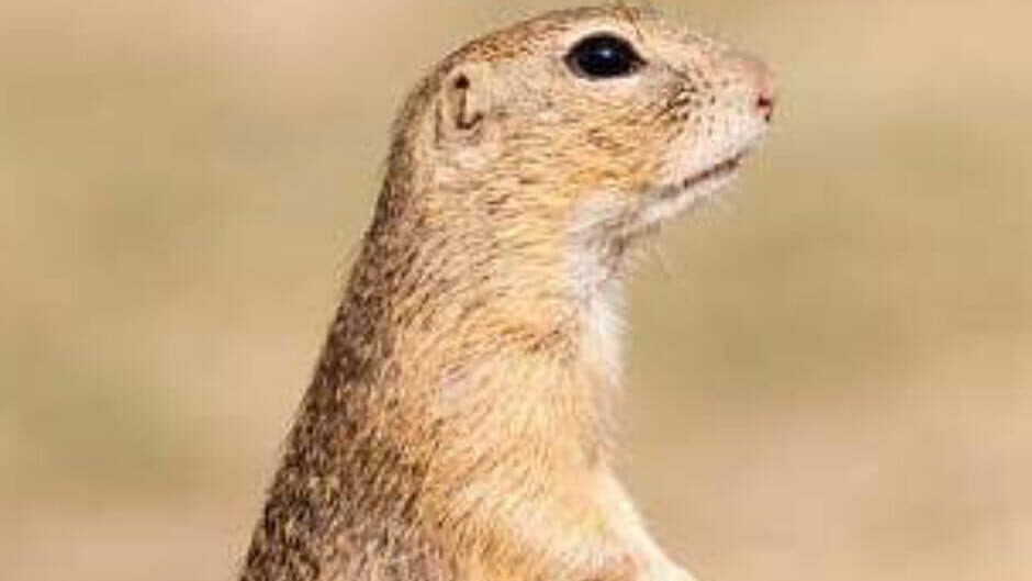 Smackit Hamster banner