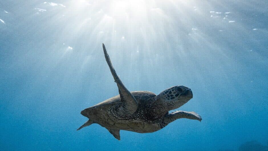 Bepuzzled Jigsaw Puzzle: Aquatic banner