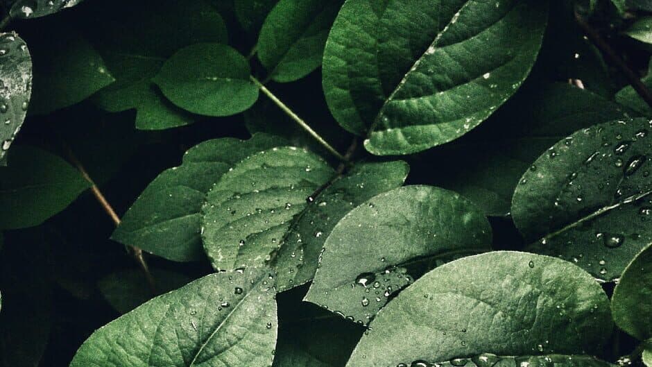 Bepuzzled Jigsaw Puzzle: Nature banner