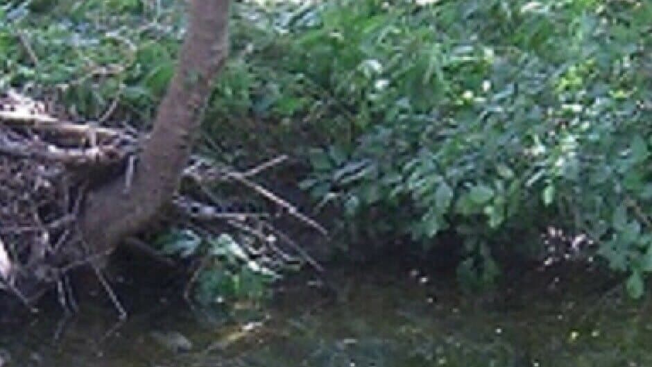 Rise of the High Elf King: A Legacy of Blood banner