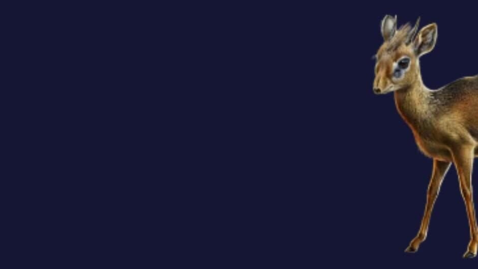 Stroke The Dik-Dik banner