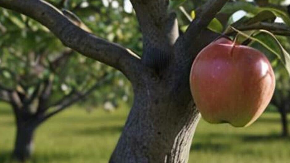 Chatter Challenge banner