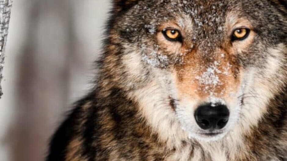 The Wolf's Hunt banner