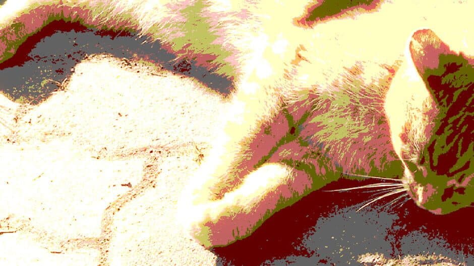 Push The Cat with WASD banner