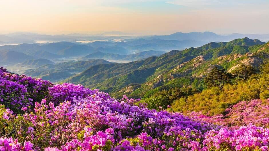 Just Find It 2: Collector's Edition banner