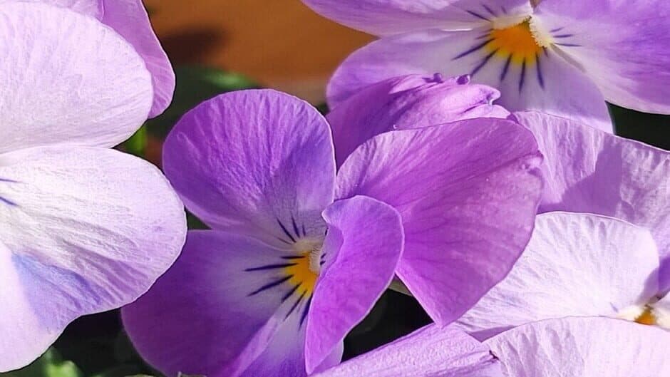 OG Puzzlers: Spring 2K24 banner