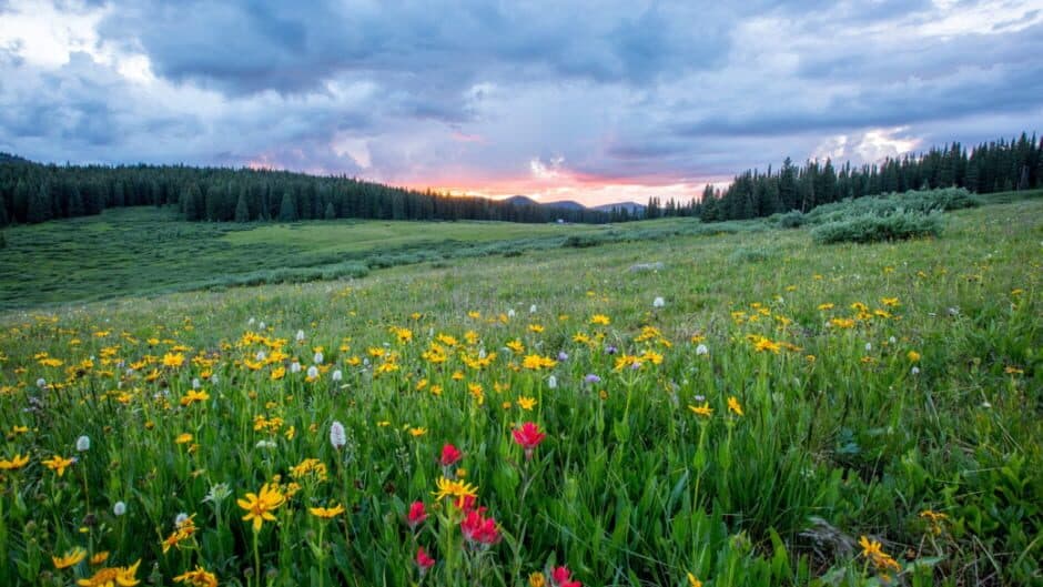 Miss Chocolate Eater banner
