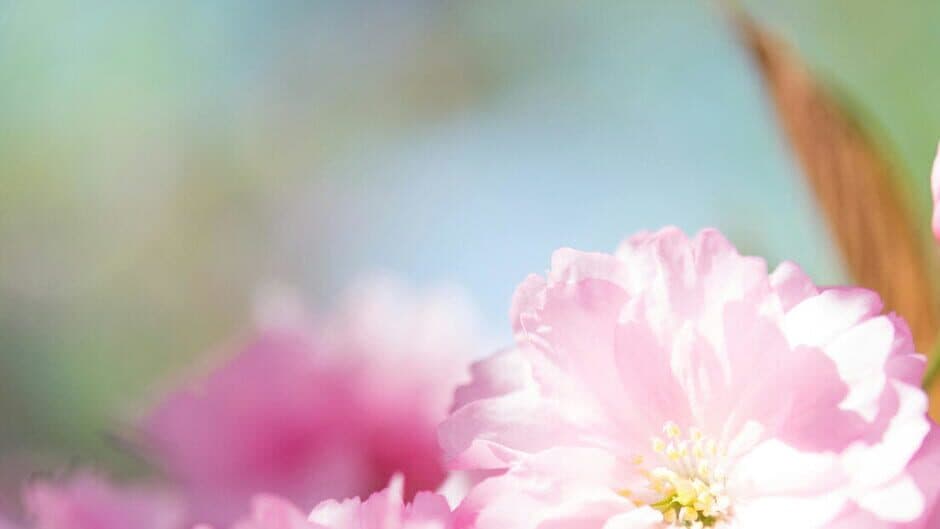 Beauty Solitaire banner