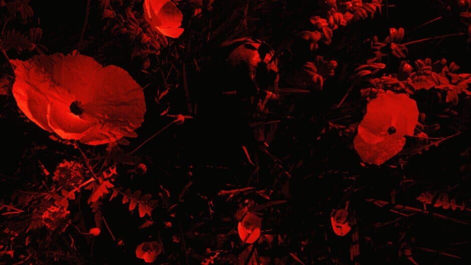 Island of Sacrifice banner