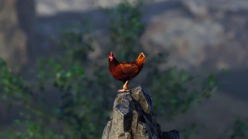 Unlucky Chicken banner