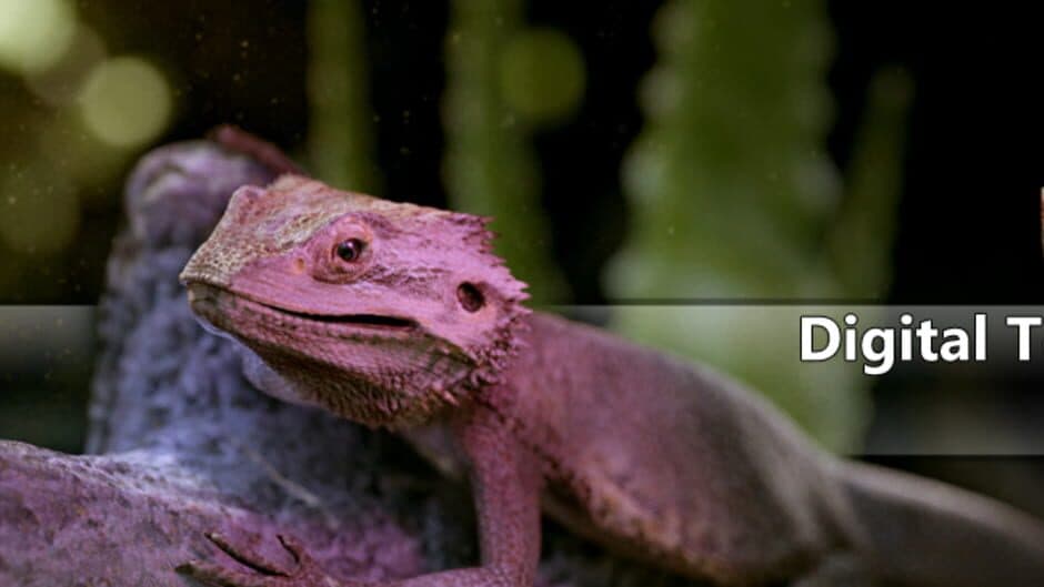 Digital Terrarium: Pogona Virtual Pet banner