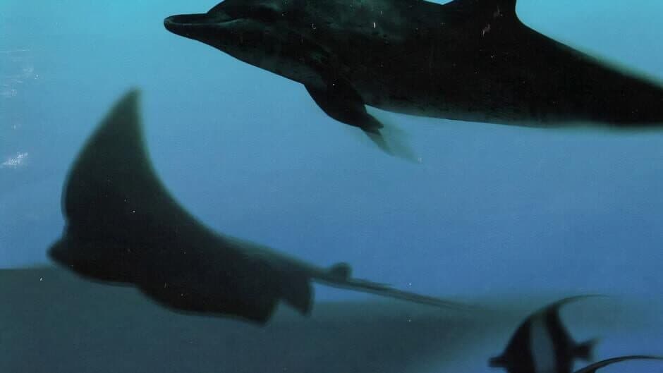 Aquanaut's Holiday banner