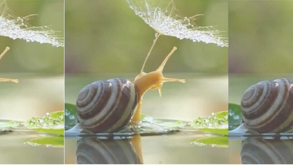 HgmGame-Snail banner