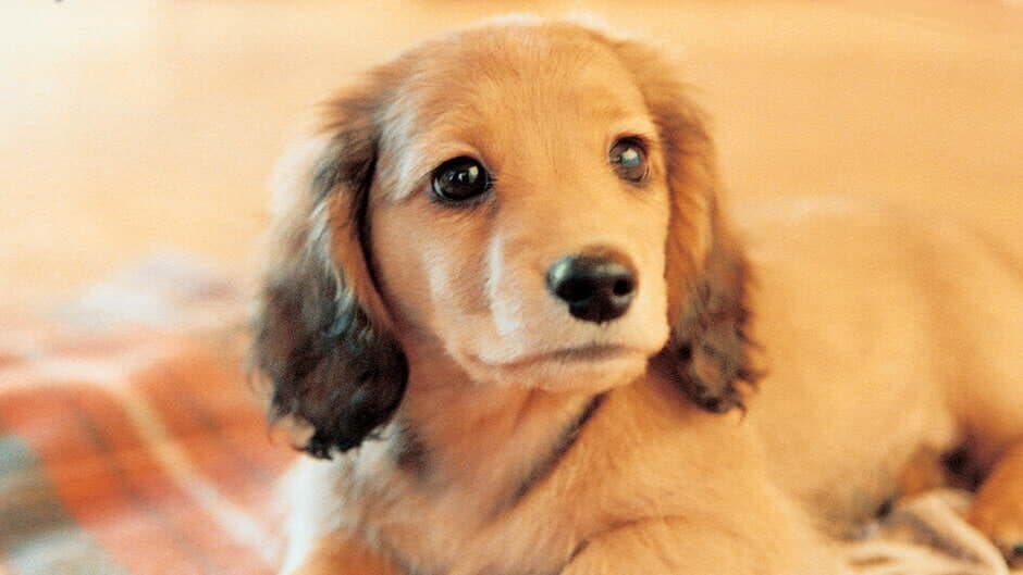 Nintendogs: Dachshund & Friends banner