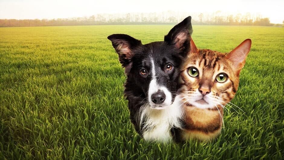 Puzzle Escapes: Paws & Claws banner