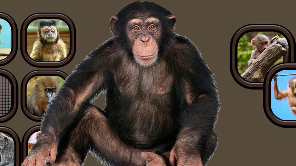 Animals Memory: Monkeys banner