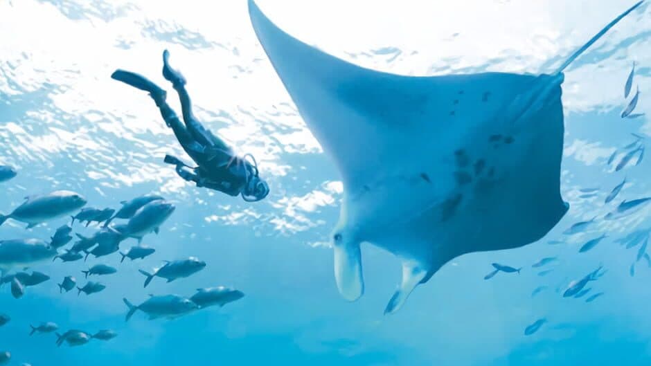 Endless Ocean banner