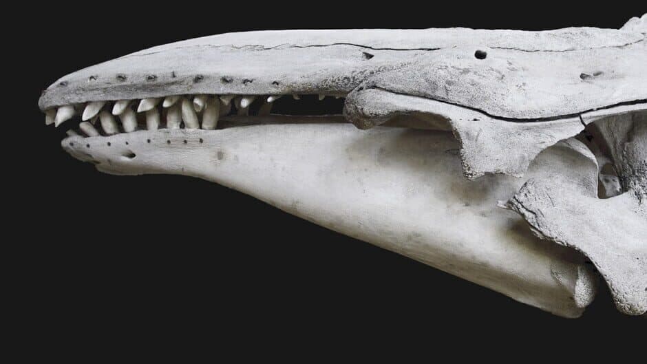 The Black Whale banner