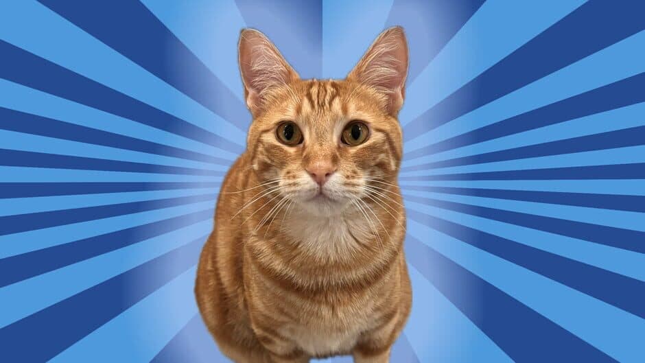 Silly Linguine Cat Simulator Deluxe Online banner