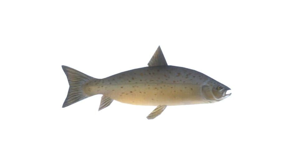 Salmon banner