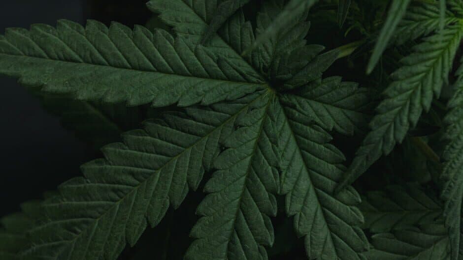 Drug Dealer Simulator banner