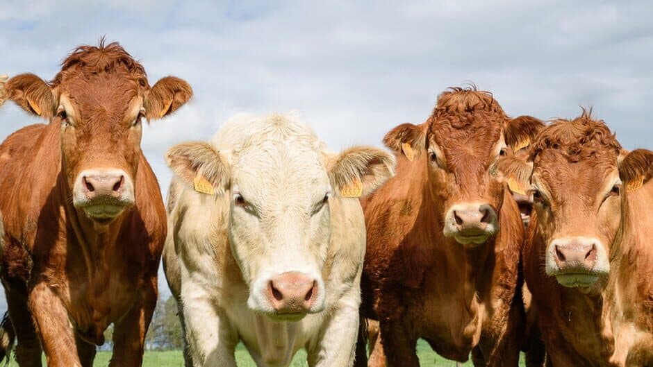 The Cows Are Watching banner