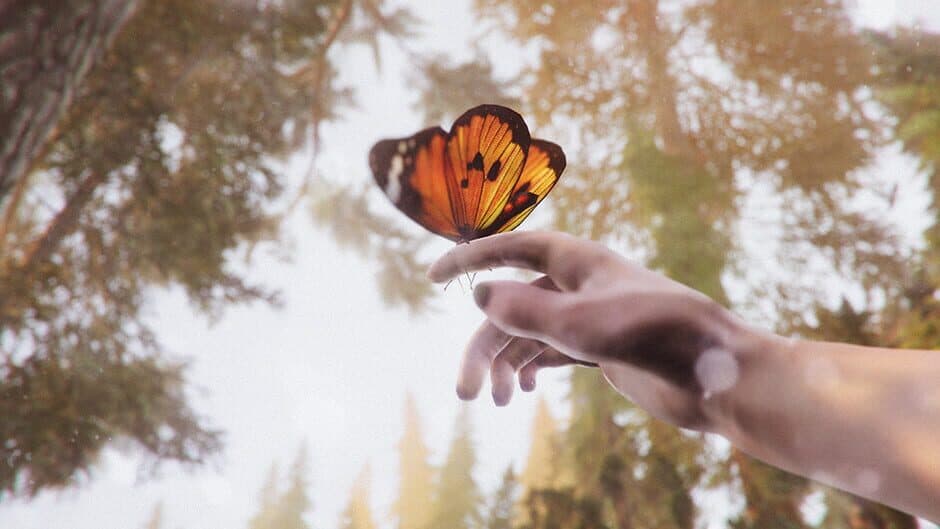 The Forest Cathedral banner