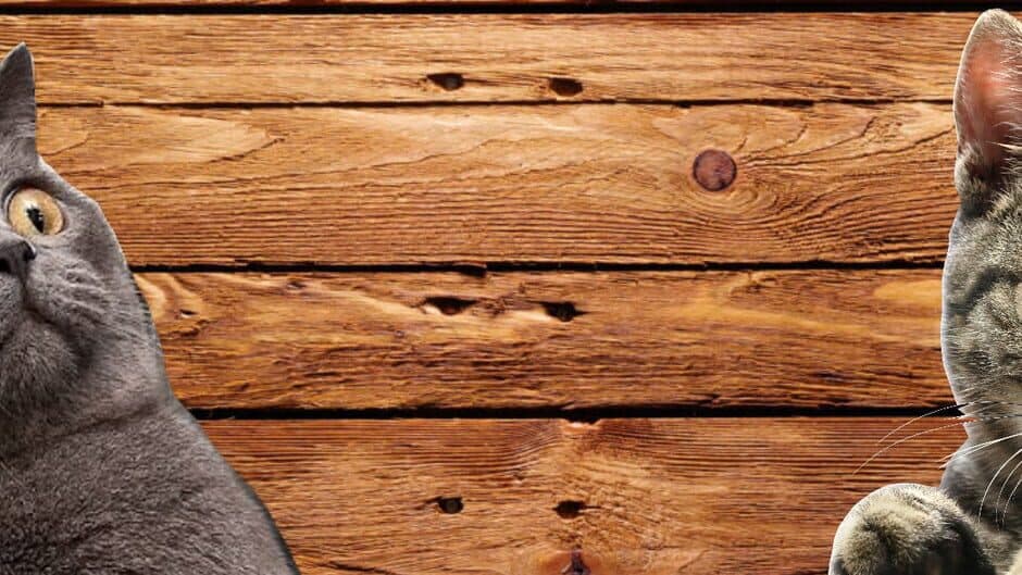 Cat's Life Jigsaw Puzzles banner