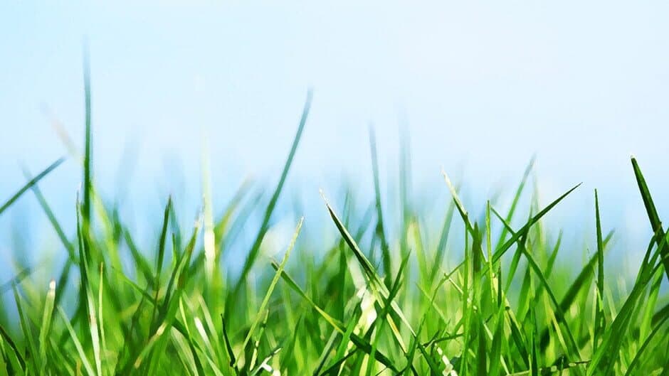 Hopper Rabbit banner