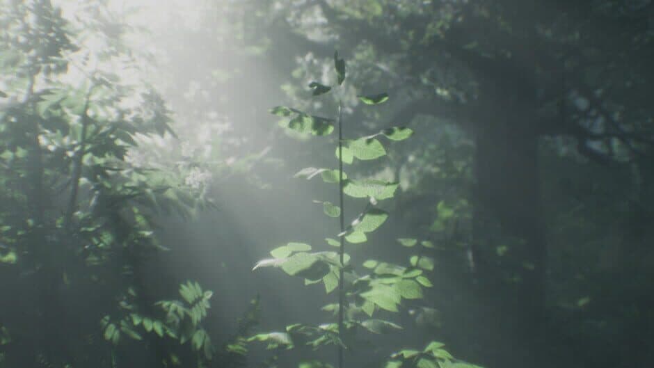 Wakamarina Valley, New Zealand banner