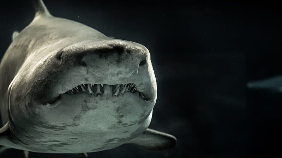 VR Shark banner