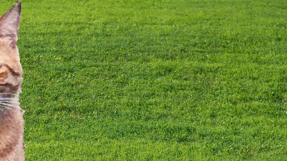 Commissar Catlov banner