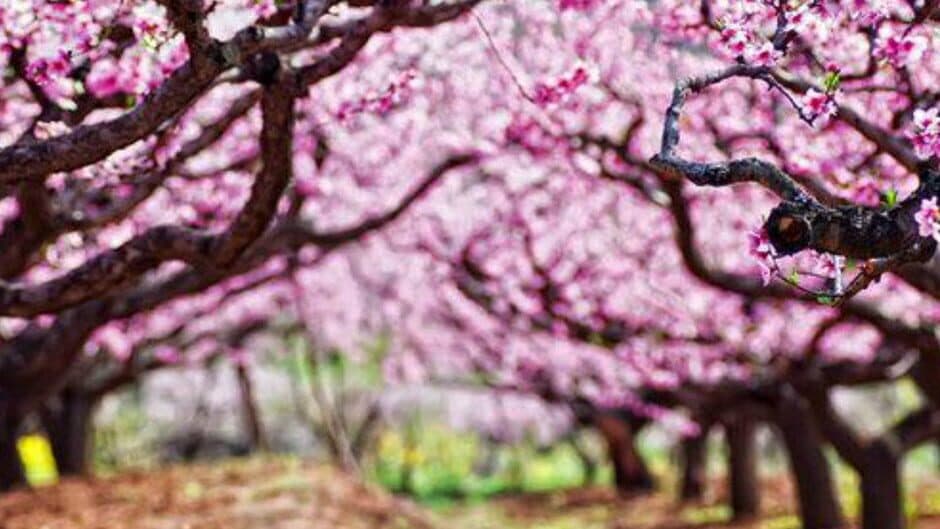 Taoyuan Adventure banner