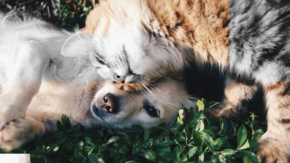 Good puzzle: Animals banner